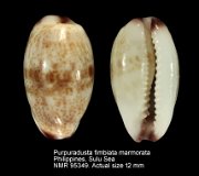 Purpuradusta fimbriata marmorata (3)